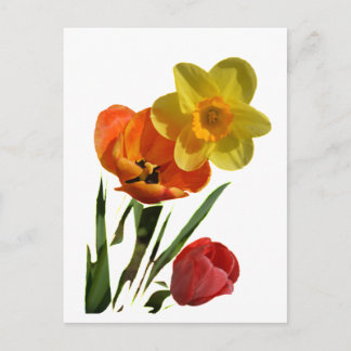 Carte Postale Tulipes rouges et fleurs de jonquilles jaunes