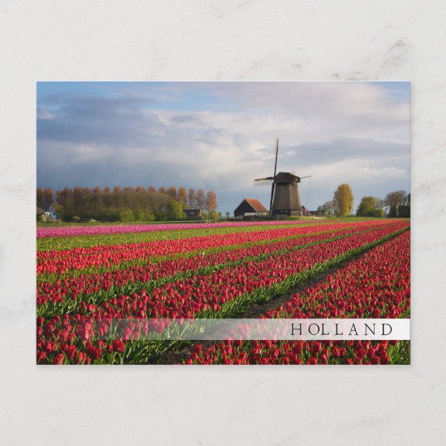 Carte Postale Tulipes rouges et moulin à vent (Devant)