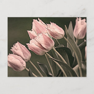 Carte Postale Tulipes stylisées