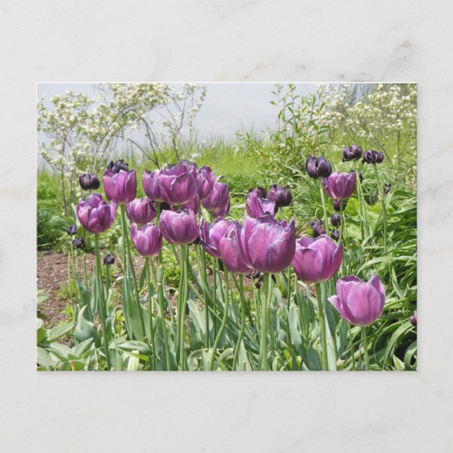 CARTE POSTALE TULIPES VIOLETTES (Devant)