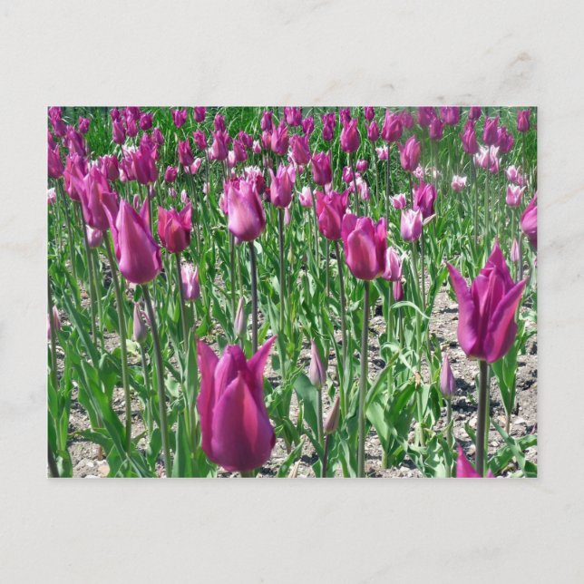 Carte Postale Tulipes violettes du Regal (Devant)