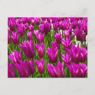 Carte Postale Tulipes violettes en Keukenhof, Holland Wall Postc