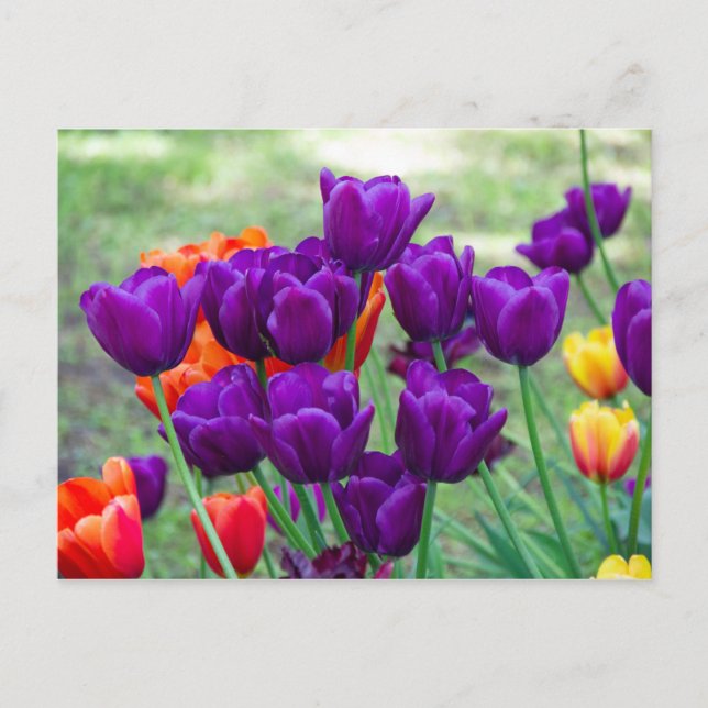 Carte Postale Tulipes violettes foncées  photo (Devant)