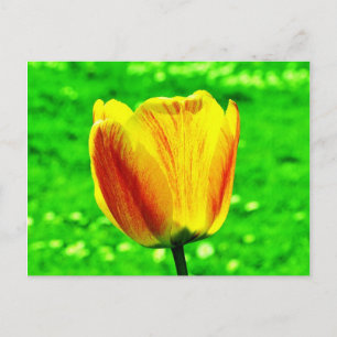 CARTE POSTALE TULIPS