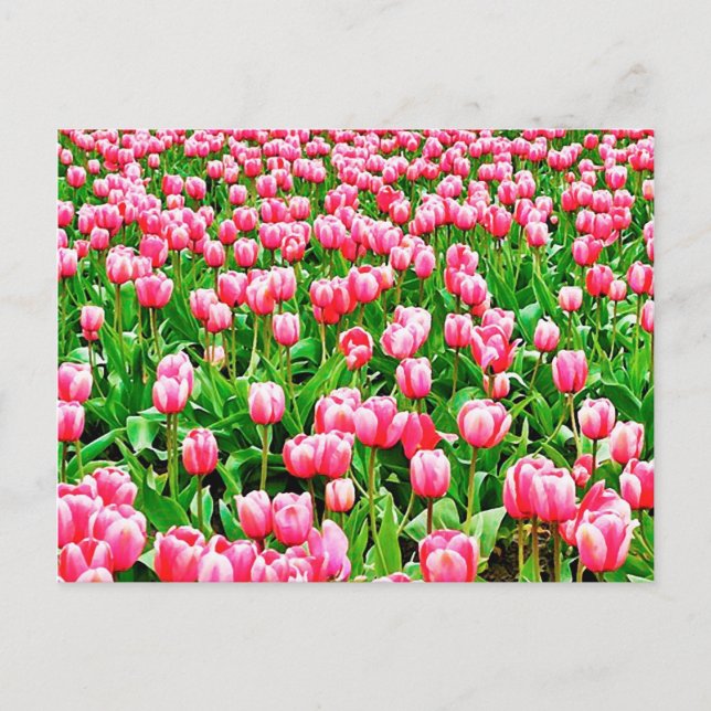 Carte Postale Tulips (Devant)