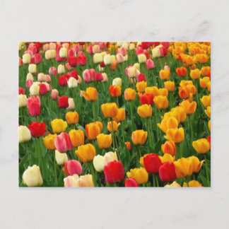 Carte postale Tulips 5