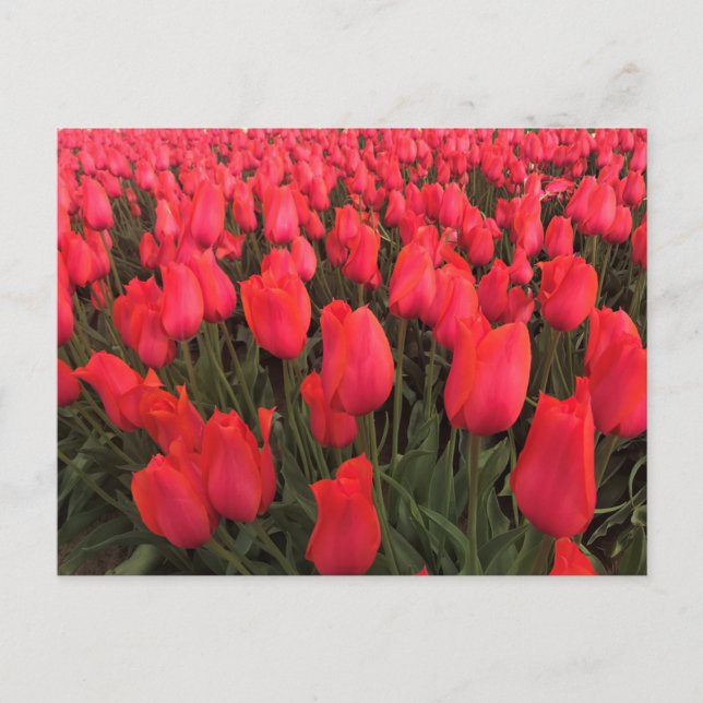 Carte Postale Tulips Coral Pink (Devant)