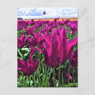 Carte Postale Tulips de Purple