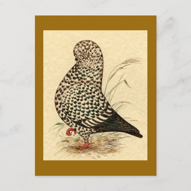Carte Postale Tumbler Pigeon LFCL Splash (Devant)