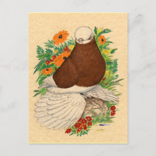 Carte Postale Tumbler Pigeon Rouge Bald Muffé