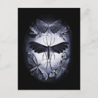 Tumées de champignons à la lumière du crépuscule