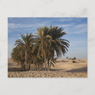 Carte Postale Tunisie, désert du Sahara, Douz, Grande Dune, palm