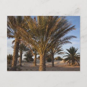 Carte Postale Tunisie, désert du Sahara, Douz, Grande Dune, palm