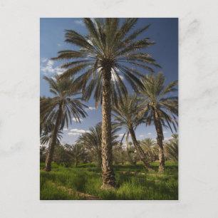 Carte Postale Tunisie, Ksour Area, Ksar Ghilane, dattier 2