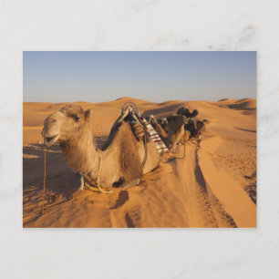 Carte Postale Tunisie, région des Ksour, Ksar Ghilane, Grand Erg