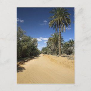 Carte Postale Tunisie, région des Ksour, Ksar Ghilane, palmier d