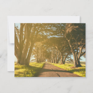 Carte Postale Tunnel Cyprès Point Reyes National Seashore