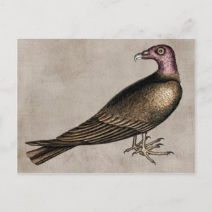 Carte postale Turc Vautour