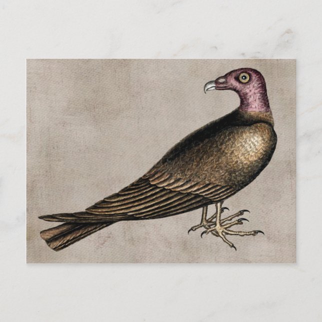 Carte postale Turc Vautour (Devant)