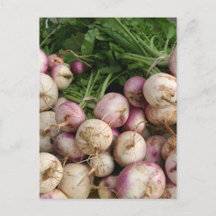 Carte Postale Turnips