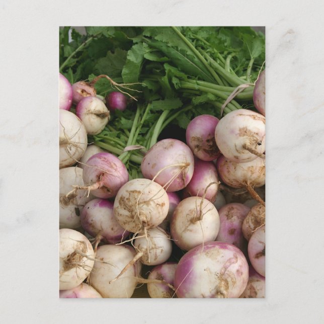 Carte Postale Turnips (Devant)