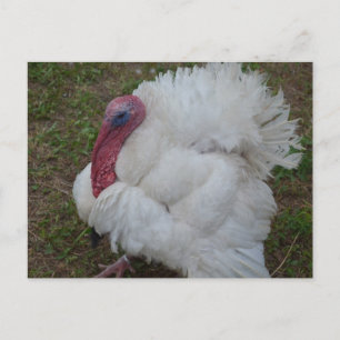 Carte Postale Turquie