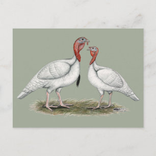 Carte Postale Turquie Mini Blancs