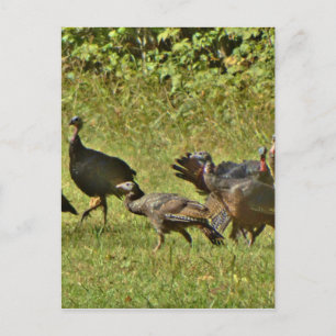 Carte Postale Turquie sauvage, couleurs du Camouflage