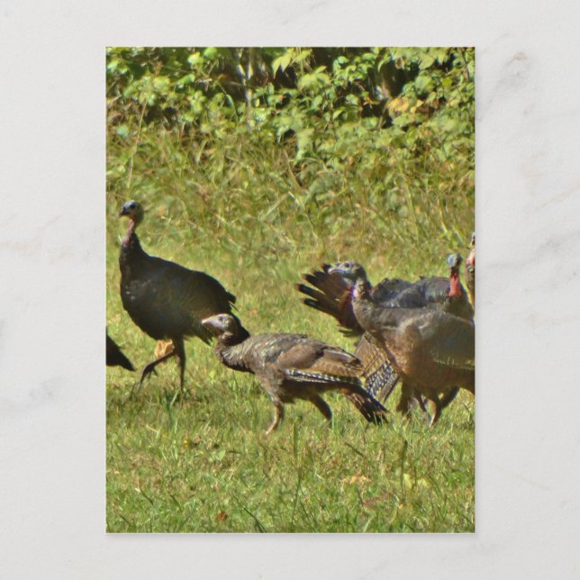 Carte Postale Turquie sauvage, couleurs du Camouflage (Devant)