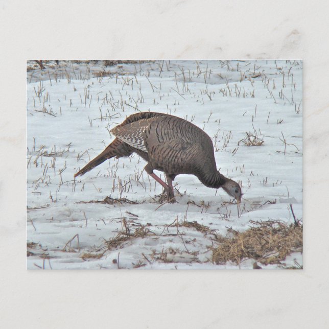 Carte Postale Turquie sauvage en terrain neigeux (Devant)