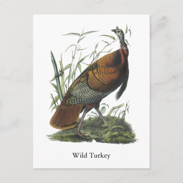 Carte Postale Turquie sauvage, John Audubon (Devant)