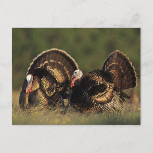 Carte Postale Turquie sauvage, Meleagris gallopavo, mâles