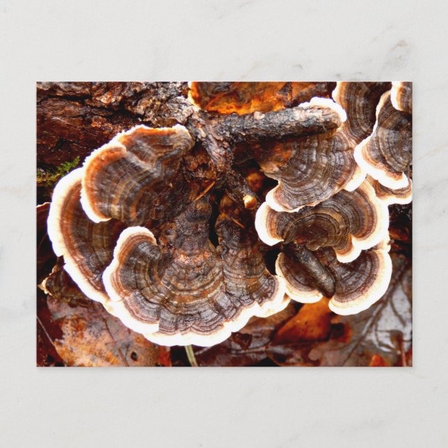 Carte postale Turquie Tails Fungi (Devant)