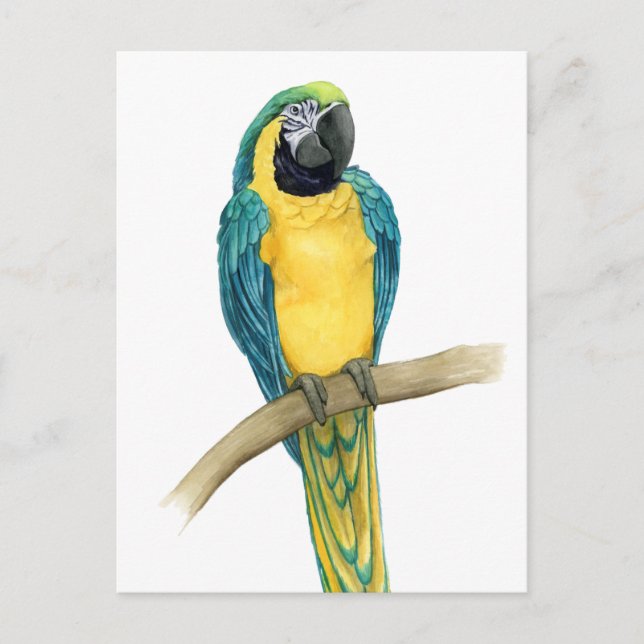 Carte Postale Turquoise Macaw (Devant)