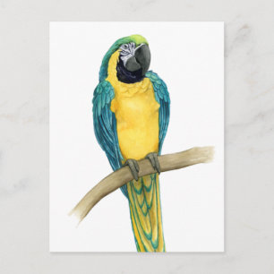 Carte Postale Turquoise Macaw