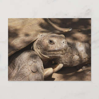 Carte postale Turtle