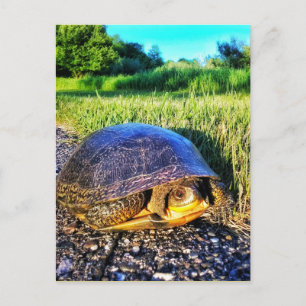 CARTE POSTALE TURTLE