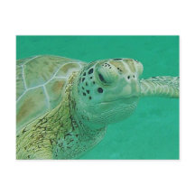 Carte postale Turtle