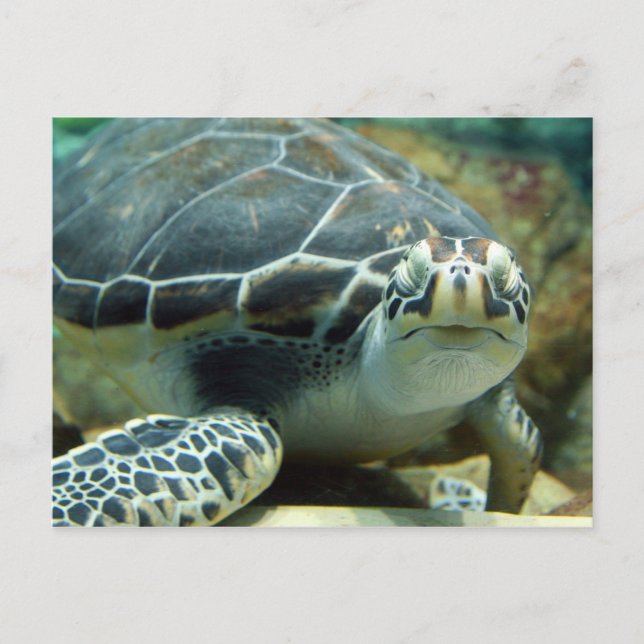 Carte postale Turtle (Devant)