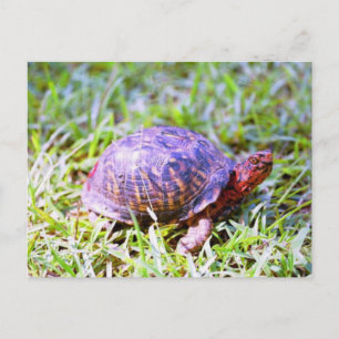 Carte Postale Turtle à boîte orientale Louisiane