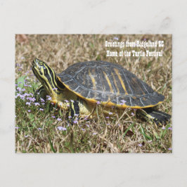 Carte Postale Turtle de Caroline du Sud