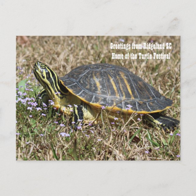 Carte Postale Turtle de Caroline du Sud (Devant)