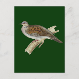 Carte Postale Turtle Dove