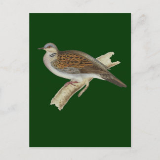 Carte Postale Turtle Dove