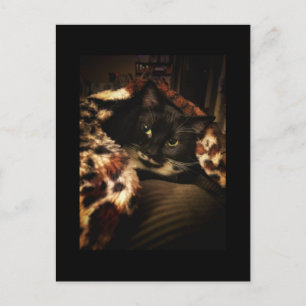 Carte Postale Tuxedo