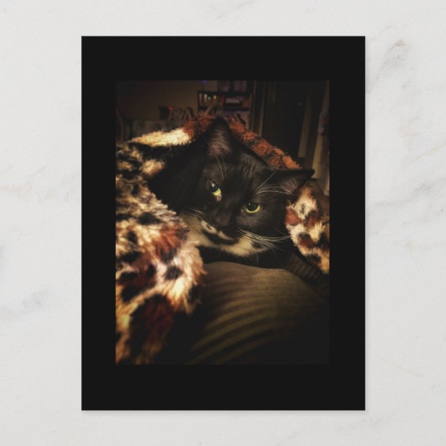 Carte Postale Tuxedo (Devant)