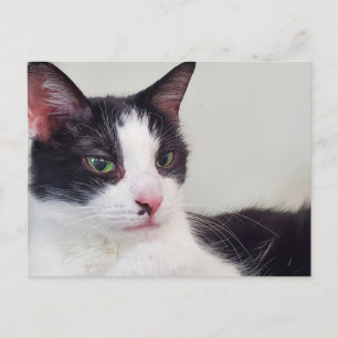 Carte Postale Tuxedo