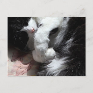 Carte Postale Tuxedo Chat Art Cute Rose Nez Kitty Chats Art