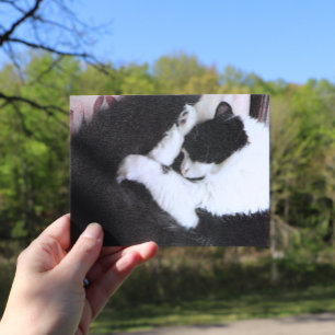 Carte Postale Tuxedo Chat Kitty Chats Noir et Blanc Catalogue