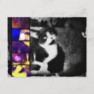 Carte postale Tuxedo Kitten Photo Art